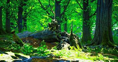 CGI Lush green forest landscape with fallen logs and dense foliage video