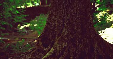 CGI Majestic tree trunk surrounded by lush forest greenery in natural light video