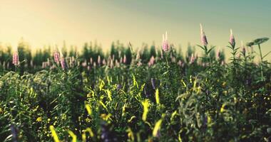 CGI Wildflowers bloom brightly in a vibrant meadow during golden hour video