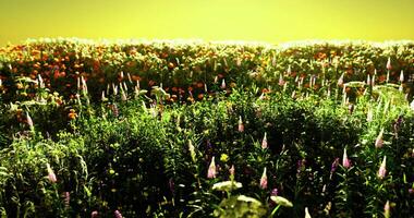 CGI Vibrant wildflower field illuminated by soft sunlight in golden hour video