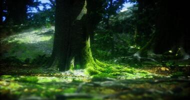 CGI Moss covered tree roots in a sunlit forest setting during daytime video