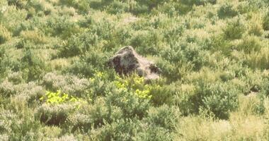 CGI Lush greenery and a large rock in a serene daytime meadow video