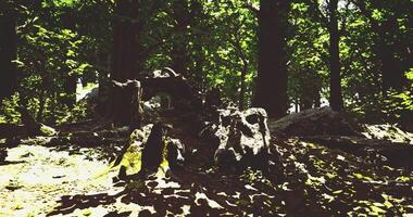 CGI Sunlight filtering through trees in a lush forest with ancient roots video