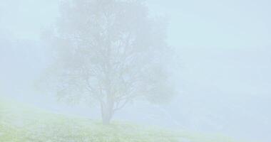 CGI Fog envelops serene landscape with a solitary tree in early morning light video