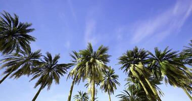 CGI Bright blue sky with swaying palm trees in a tropical paradise under sunlight video