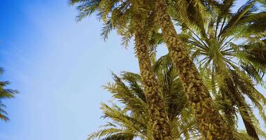 CGI Tall palm trees swaying in the gentle breeze under a bright blue sky video
