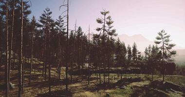 CGI Morning light filters through a serene forest with distant mountains video