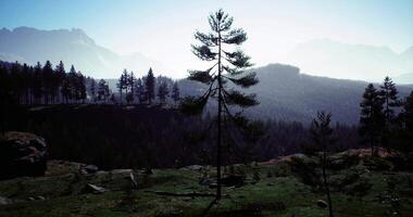 CGI Majestic landscape with towering trees and mountain backdrop at dusk video
