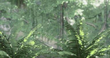 CGI Lush ferns thrive under sunlight in a vibrant green forest setting video