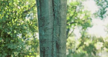 CGI Tall tree standing in sunlight with lush greenery in the background video