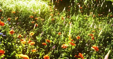 CGI Vibrant wildflowers bloom in a sunlit meadow during springtime video