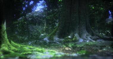 CGI Majestic old tree surrounded by lush greenery in a tranquil forest video