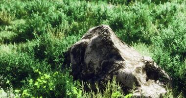 CGI Natural landscape featuring a rock surrounded by lush green vegetation video