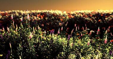 CGI Vibrant wildflower field at sunset with a colorful landscape view video