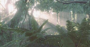CGI Lush green jungle with sunlight filtering through trees and foliage video