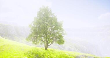 CGI Beautiful solitary tree in a misty landscape with glowing sunlight video