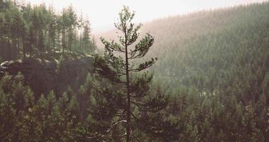CGI Vast forest landscape with tall trees and sunlight in serene nature setting video