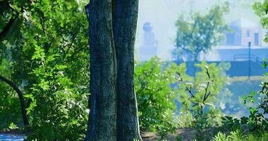 CGI Tall tree surrounded by lush greenery in a tranquil park setting video