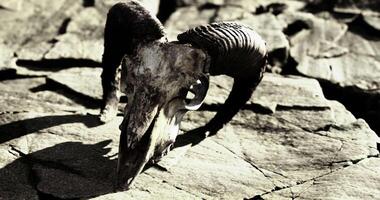 CGI Striking skull of a ram resting on rugged rocky ground at sunset video