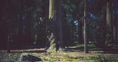 CGI Tall sequoia trees in a serene forest setting during daytime video