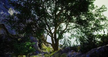CGI Lush green tree standing amidst rocks and foliage in a tranquil setting video