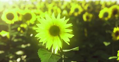 CGI Sunflowers blooming brightly in a vibrant field during sunny afternoon video