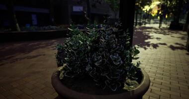 CGI Evening view of a small plant in a serene urban setting with shadows video