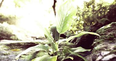CGI Bright green plant thriving near a serene water stream in a lush forest video