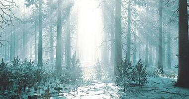 CGI Light breaks through snow covered trees in a tranquil forest setting video