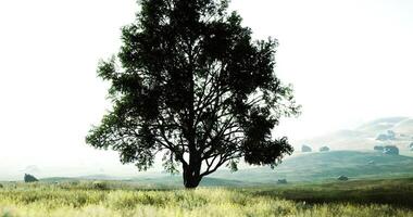 CGI Majestic tree stands alone in a serene landscape during daylight hours video