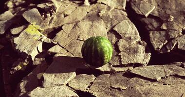 CGI Small watermelon resting on rocks during sunny day outdoors in nature video