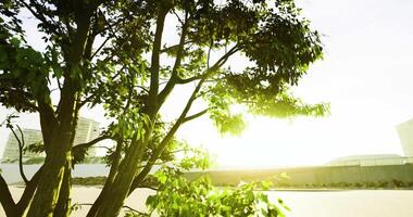 cgi solljus filtrering genom grenar av en träd i en lugn urban miljö video