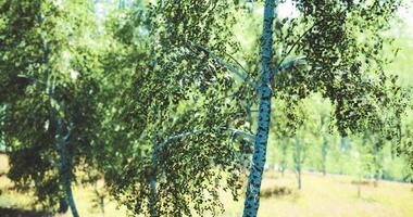 CGI Bright green birch trees sway in sunlight at a peaceful forest video