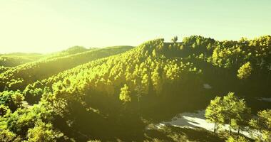 CGI Sunlit forest landscape with lush greenery and gentle hills in autumn season video