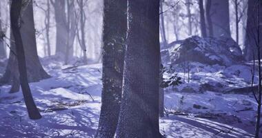 CGI Snow covered forest with tall trees and soft light in early morning hours video