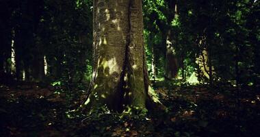 CGI Tall tree surrounded by lush greenery in a dense forest during daylight video