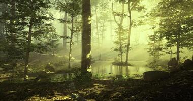 CGI Sunlight filters through trees by serene pond in tranquil forest video
