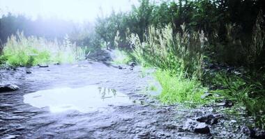 CGI Water reflects sunlight on a muddy path through a lush forest video