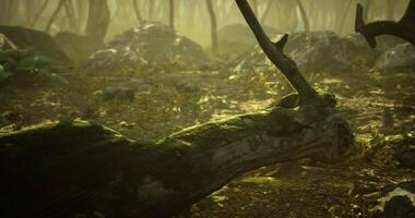 CGI Forest floor with fallen tree trunk and greenery in soft sunlight video