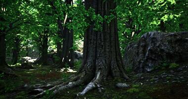 CGI Dense forest with towering trees and lush green foliage in daylight video
