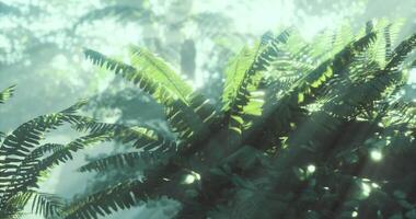 CGI Lush green ferns thrive in a misty forest during early morning light video