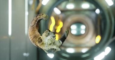 CGI Floating ram skull in zero gravity inside international space station video