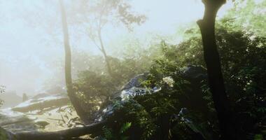CGI Morning light filters through lush foliage in a tranquil forest clearing video