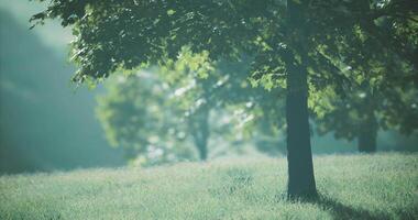 CGI Lush green trees sway gently under soft sunlight in a tranquil park setting video