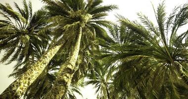 CGI Tall palm trees reaching towards the sky in a lush tropical setting video