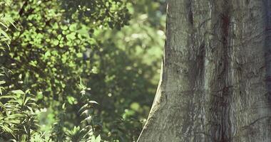 CGI Majestic tree trunk surrounded by lush greenery in a serene forest video