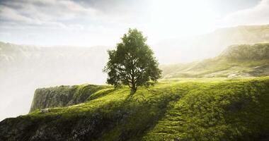 CGI Lone tree on a hilltop under soft sunlight in a tranquil landscape setting video