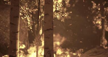 CGI Forest fire spreads among birch trees in a glowing golden atmosphere video