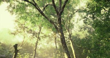 CGI Lush green forest with sunlight filtering through tree branches video