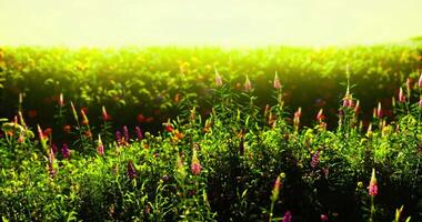 CGI Bright wildflower field under the sun with vibrant colors and greens video